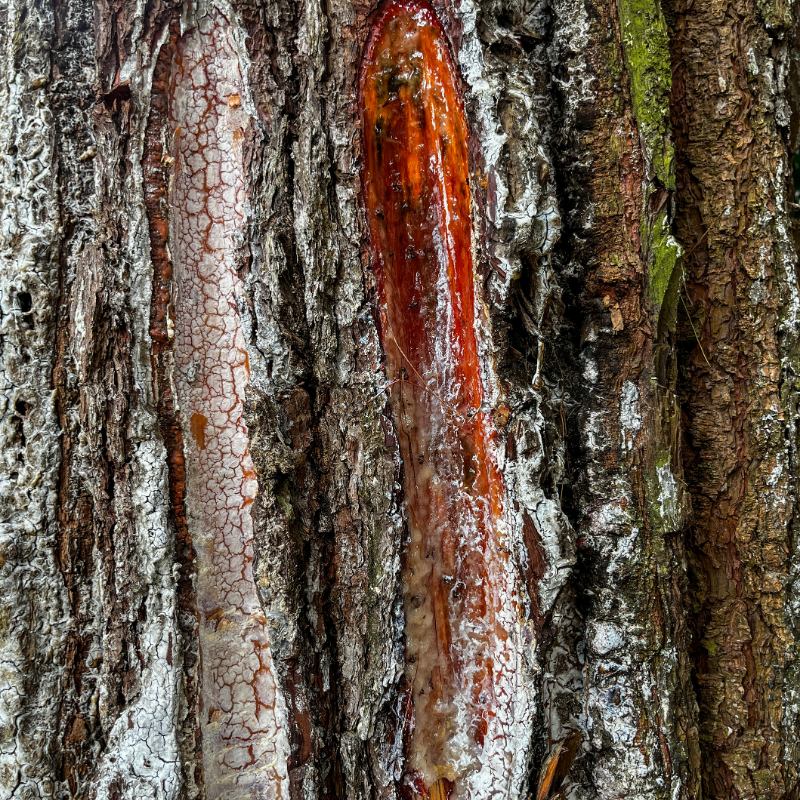 DRAGON’S BLOOD EXTRACT