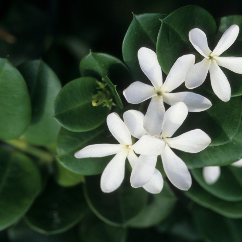 JASMINE FLOWER