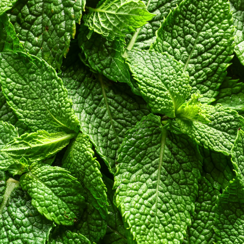 MENTHOL