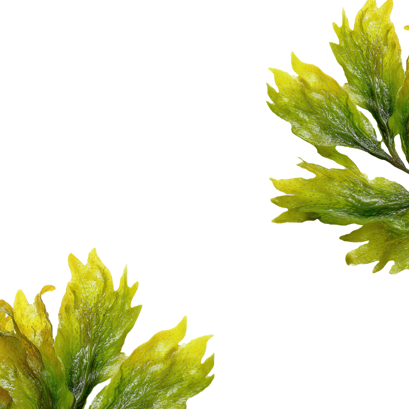 PELVETIA EXTRACT