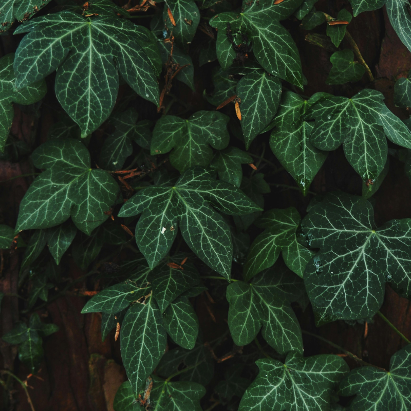 VINE LEAF